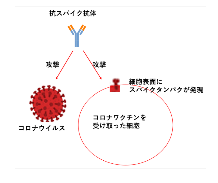 抗原抗体反応